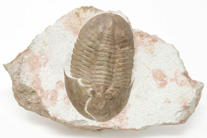 Rare, 3.1" Ptychopyge Trilobite - St. Petersburg, Russia